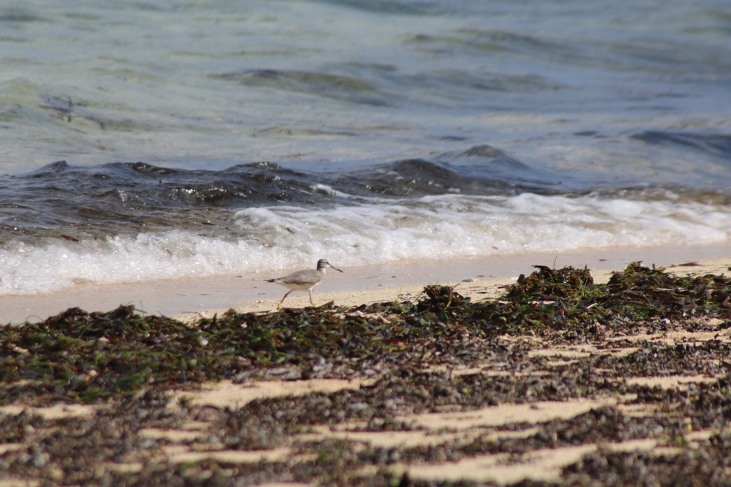 Gray-tailed Tattler (Tringa brevipes)