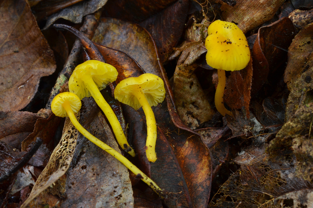 Hygrocybe sp. 'constans-HI01'