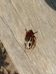 Cyclocephala erotylina