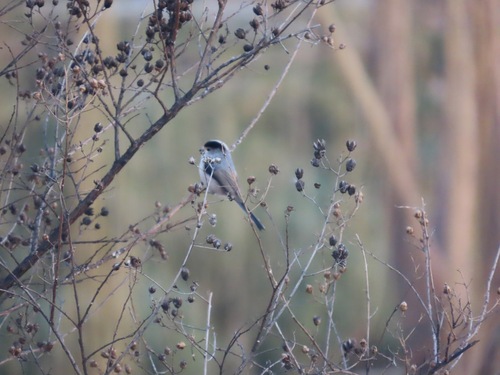 Silver-throated Bushtit (Aegithalos glaucogularis), photo 5
