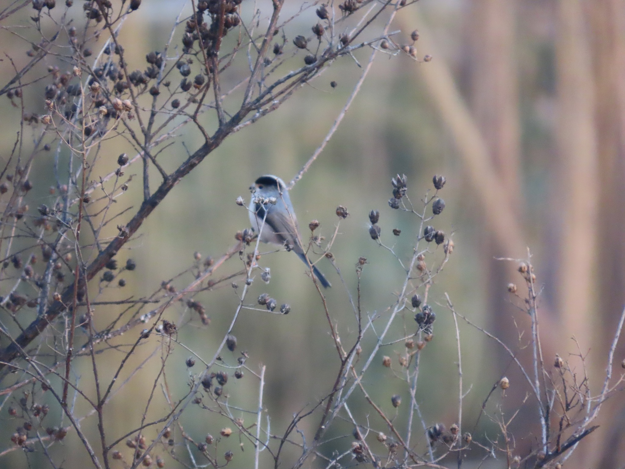 Silver-throated Bushtit (Aegithalos glaucogularis), photo 5