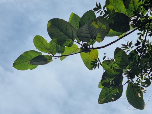 Ficus padana