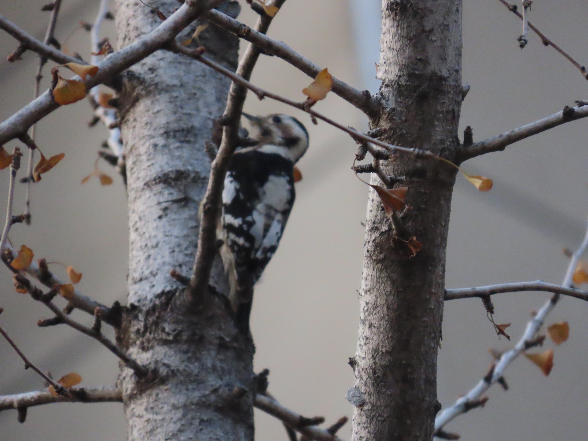 Grey-capped Pygmy Woodpecker (Yungipicus canicapillus), photo 3