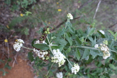 Tournefortia hartwegiana
