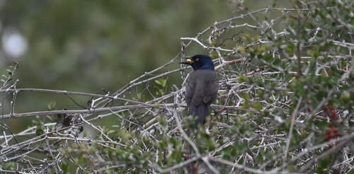 Common Grackle observed by puffin21