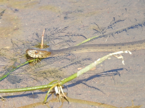 West Coast Garter Snake
