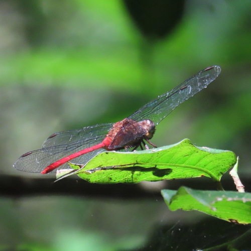 Red Pondhawk (Erythemis haematogastra)