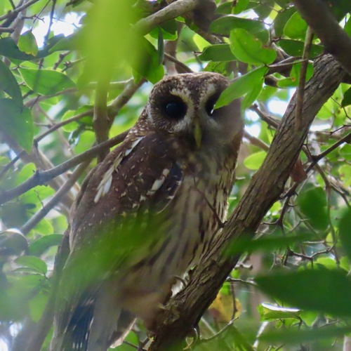 Mottled Owl (Strix virgata)
