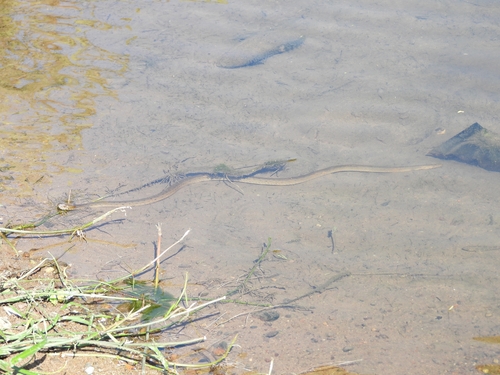 West Coast Garter Snake