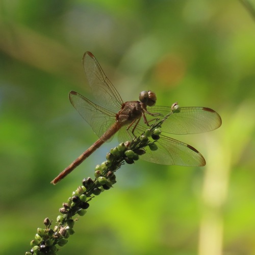 Black-winged Dragonlet (Erythrodiplax funerea)