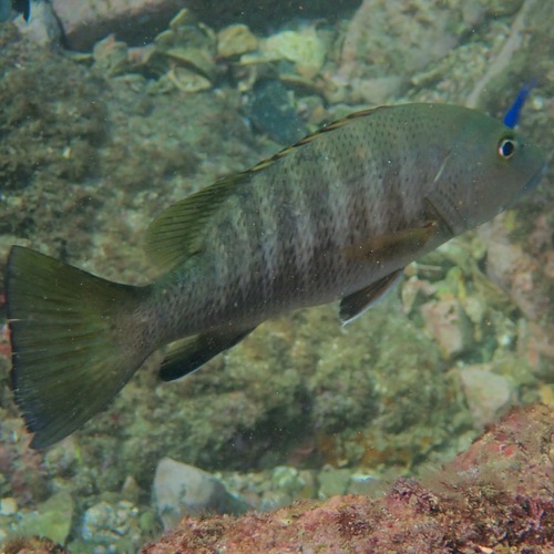 Pacific Cubera Snapper (Lutjanus novemfasciatus)