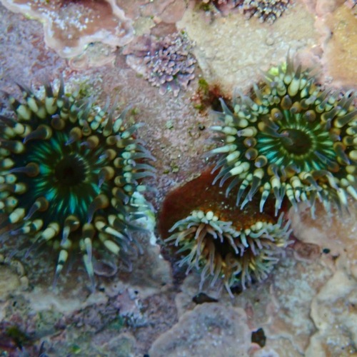 Cortez Sea Anemone (Bunodosoma californicum)