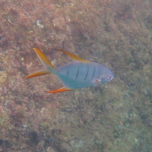 Gafftopsail pompano (Trachinotus rhodopus) — Carangidae