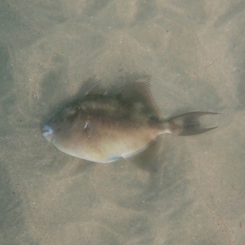 Finescale triggerfish (Balistes polylepis) — Balistidae — 5