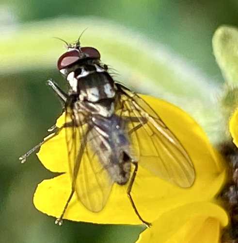 iNaturalist observation photo of Muscoid Flies