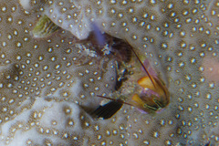 Paguritta corallicola