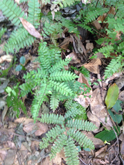 Adiantum latifolium