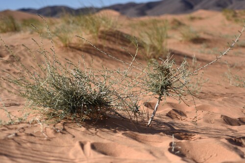 Salsola acanthoclada