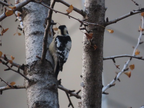 Grey-capped Pygmy Woodpecker (Yungipicus canicapillus), photo 4