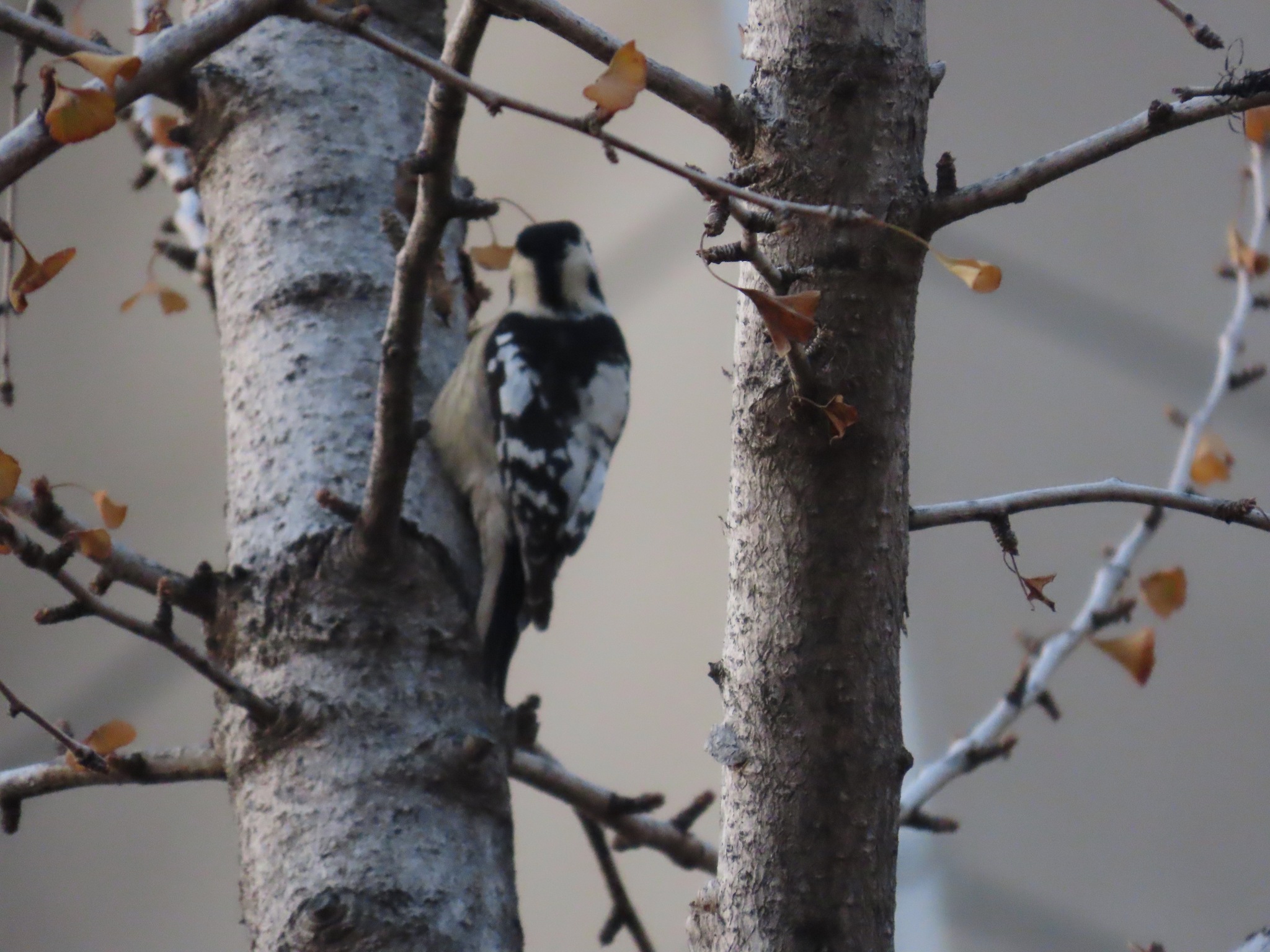 Grey-capped Pygmy Woodpecker (Yungipicus canicapillus), photo 4