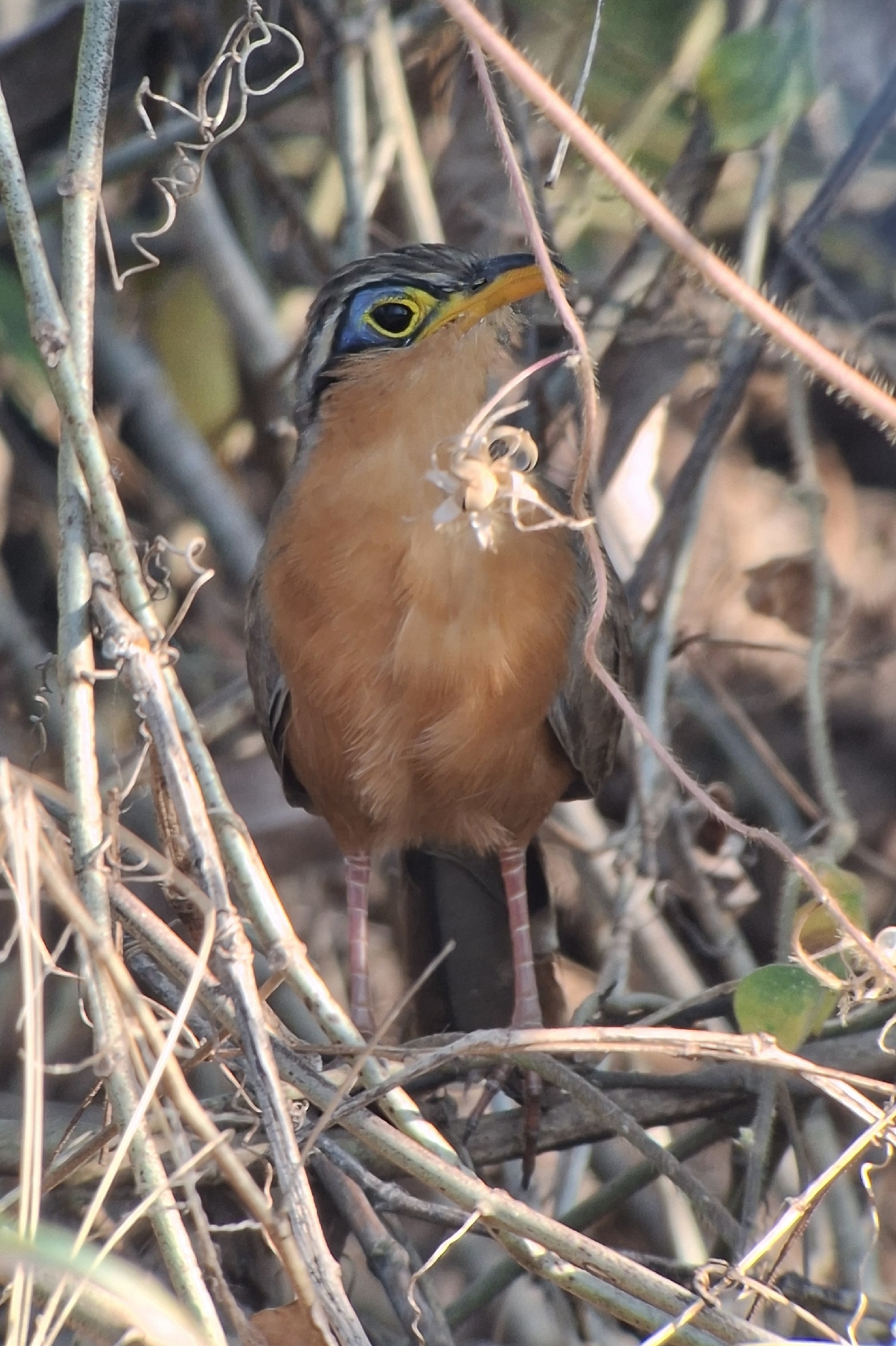 Lesser Ground Cuckoo (Morococcyx erythropygus), photo 1