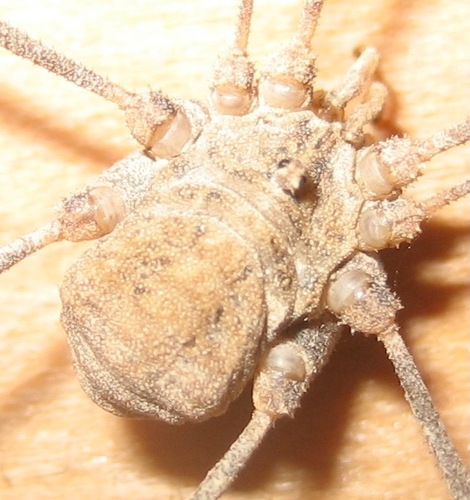 Trachyrhinus marmoratus