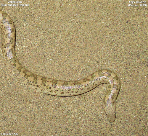 Desert Sand Boa