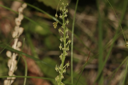 White Adder's-mouth (Malaxis brachypoda)