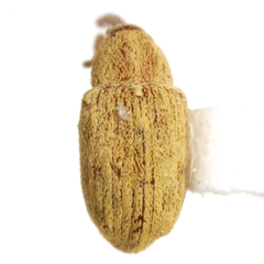 Anthonomus testaceosquamosus