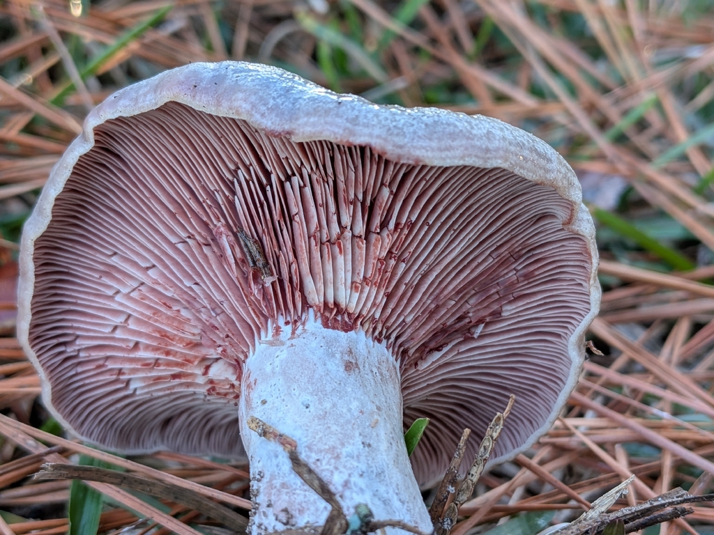 Lactarius paradoxus · January 2026 · photo: © robert_alabama (iNaturalist, cc0)