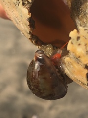 Zonaria sanguinolenta