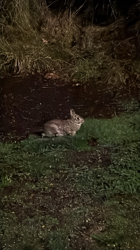 Eastern Cottontail observed by ulovetrin