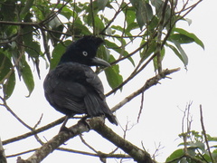 Cephalopterus ornatus