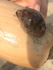 Zonaria sanguinolenta