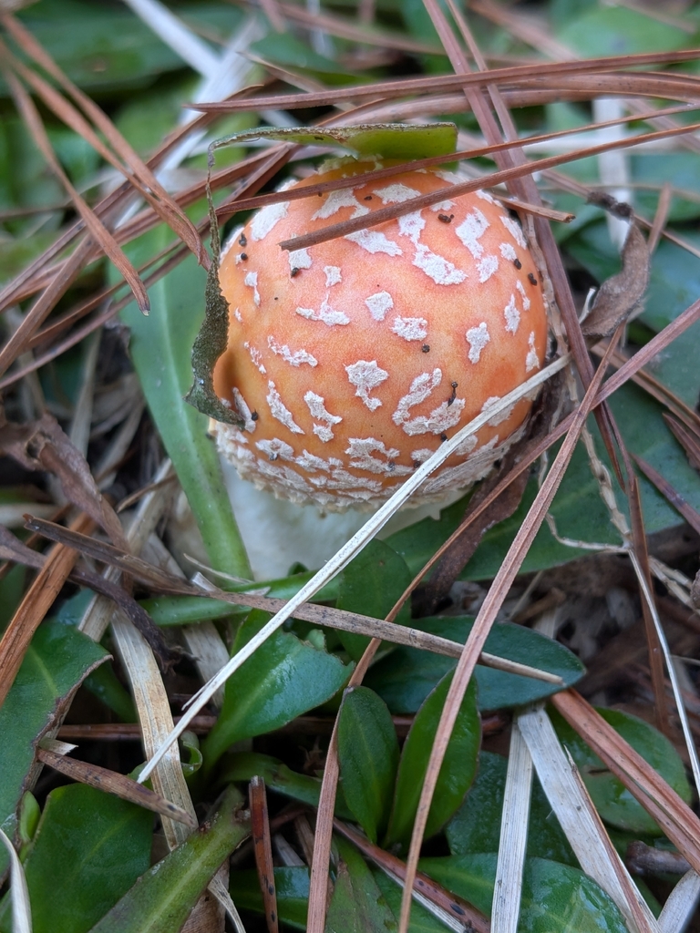 Amanita persicina · January 2026 · photo: © robert_alabama (iNaturalist, cc0)