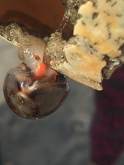 Zonaria sanguinolenta