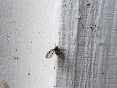 Paramormia corniculata