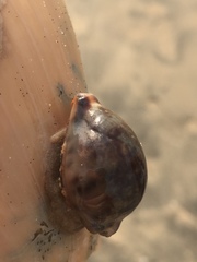 Zonaria sanguinolenta