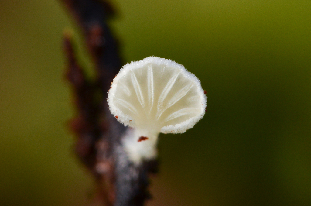 Hohenbuehelia sp. 'HI02'
