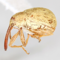 Anthonomus testaceosquamosus