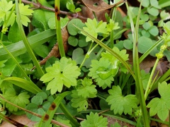 Ranunculus platensis