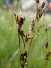 Juncus compressus
