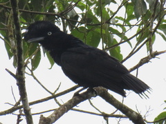 Cephalopterus ornatus