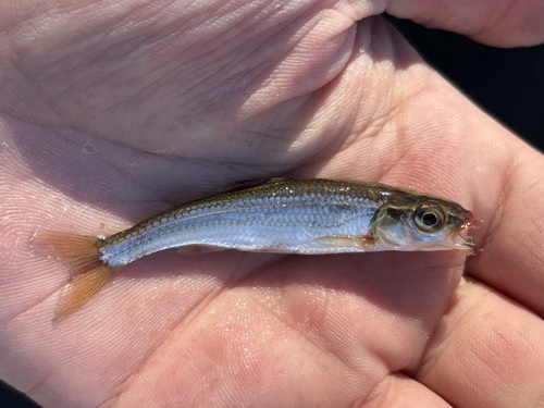 Bleeding shiner (Luxilus zonatus) — Cyprinidae — 3