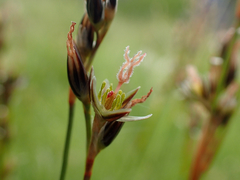Juncus compressus