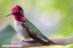 Calypte anna