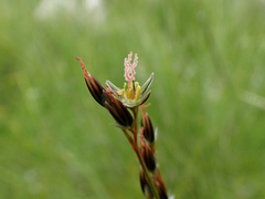 Juncus compressus