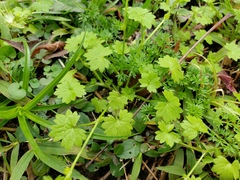 Ranunculus platensis