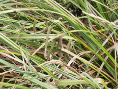 Carex geminata