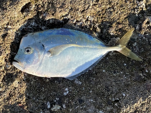 Jack (Selene peruviana) — Carangidae